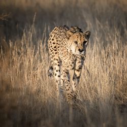 Close-up of cheetah walking on field