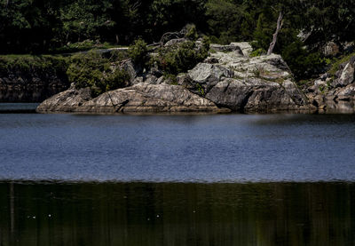 Scenic view of lake in forest