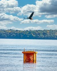 Seagull flying over sea against sky