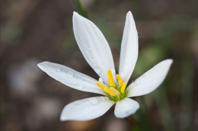 Close-up of white flower