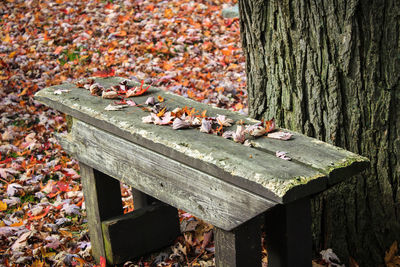 Close-up of autumn leaves on tree trunk