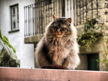 Cat looking away while sitting on wood