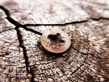 High angle view of weathered tree trunk