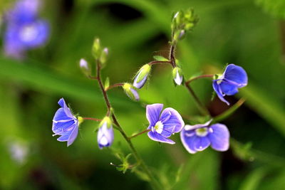 Close-up of purple flowering plant