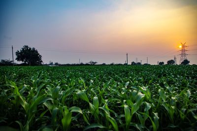 Scenic view of field against sky during sunset