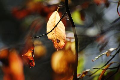 Close-up of dry leaves against blurred background