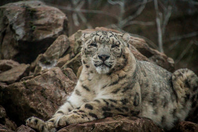 Cat relaxing on rock in zoo