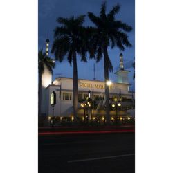 Palm trees at night