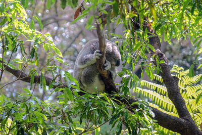 Koala bear in a tree at sydney zoo.
