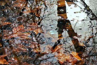 Close-up of dry maple leaf on water