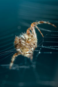 Close-up of spider and web