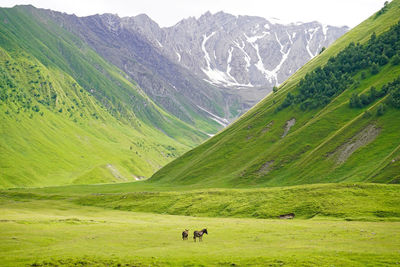 Hiking in the truso valley, two donkeys and green mountains