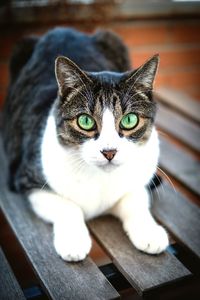 Close-up portrait of a cat