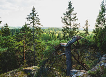 Scenic view of forest against sky