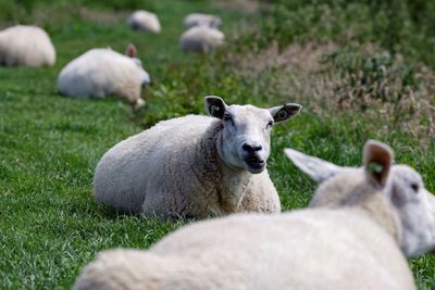 Sheep relaxing on grassy field