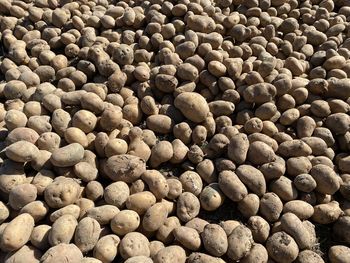 Full frame shot of coffee beans