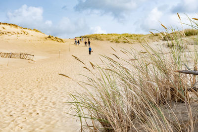 Tourists in wonderful nagliai nature reserve in neringa, lithuania. dead dunes, sand hills 