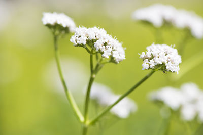 Close-up of white flowers