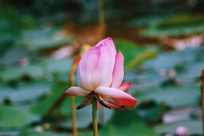 Close-up of pink flower