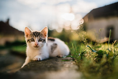 Close-up portrait of kitten sitting on field