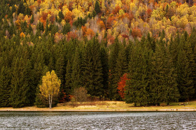 Scenic view of forest during autumn