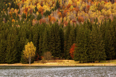 Scenic view of forest during autumn