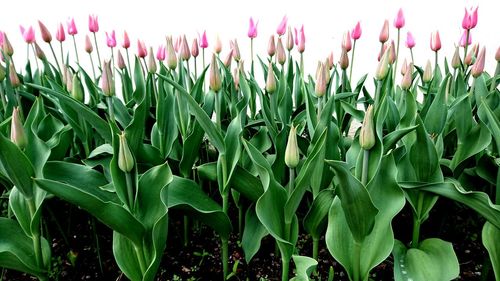 Close-up of plants growing on field