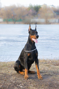 Dog running on field