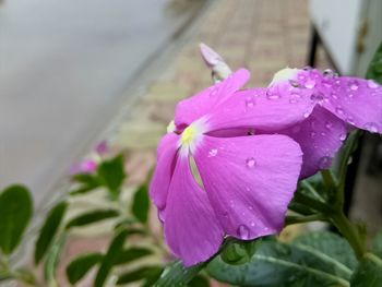Close-up of wet pink flower blooming outdoors