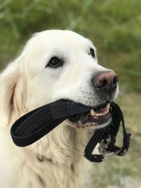 Close-up of dog on field