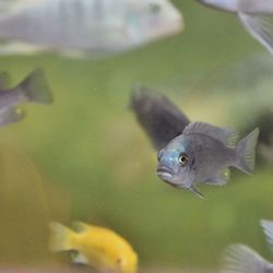 Fishes swimming in fish tank