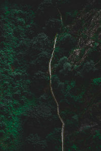 Low angle view of plant growing in forest