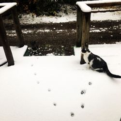 View of a cat on snow