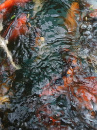 High angle view of koi carps swimming in lake