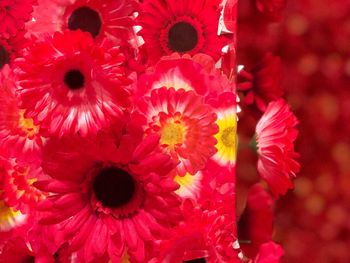 Close-up of fresh red flowers blooming outdoors