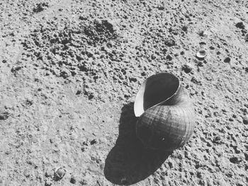 High angle view of crab on sand