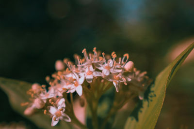 Close-up of pink flowering plant