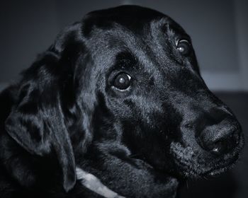 Close-up portrait of black dog