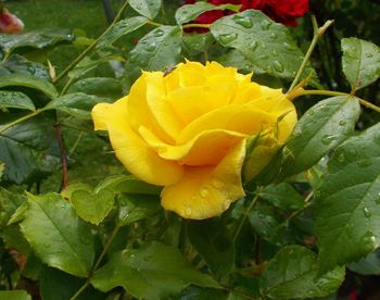 Close-up of yellow rose