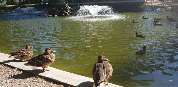 High angle view of ducks swimming in lake