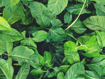 Full frame shot of green leaves