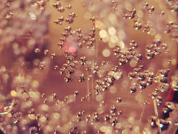 Full frame shot of water drops on flowering plant