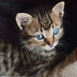 Close-up portrait of cat