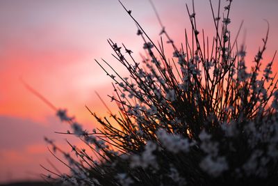 Close-up of silhouette plant on field against sky at sunset