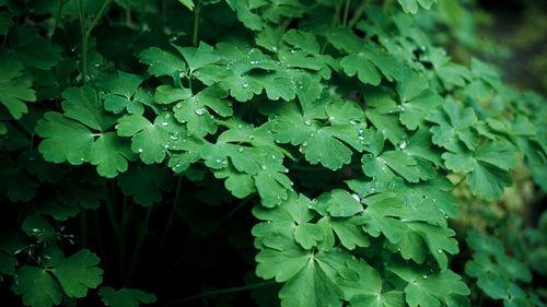 Close-up of dew drops on leaves