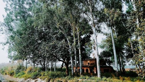 Trees on landscape against sky