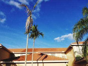 Low angle view of coconut palm tree and building against sky