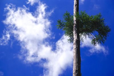 Low angle view of palm tree against blue sky