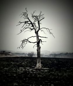 Bare trees on field against clear sky