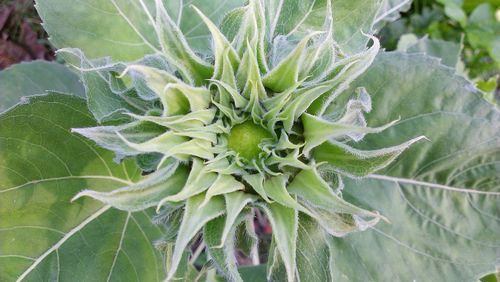 Close-up of thistle plant